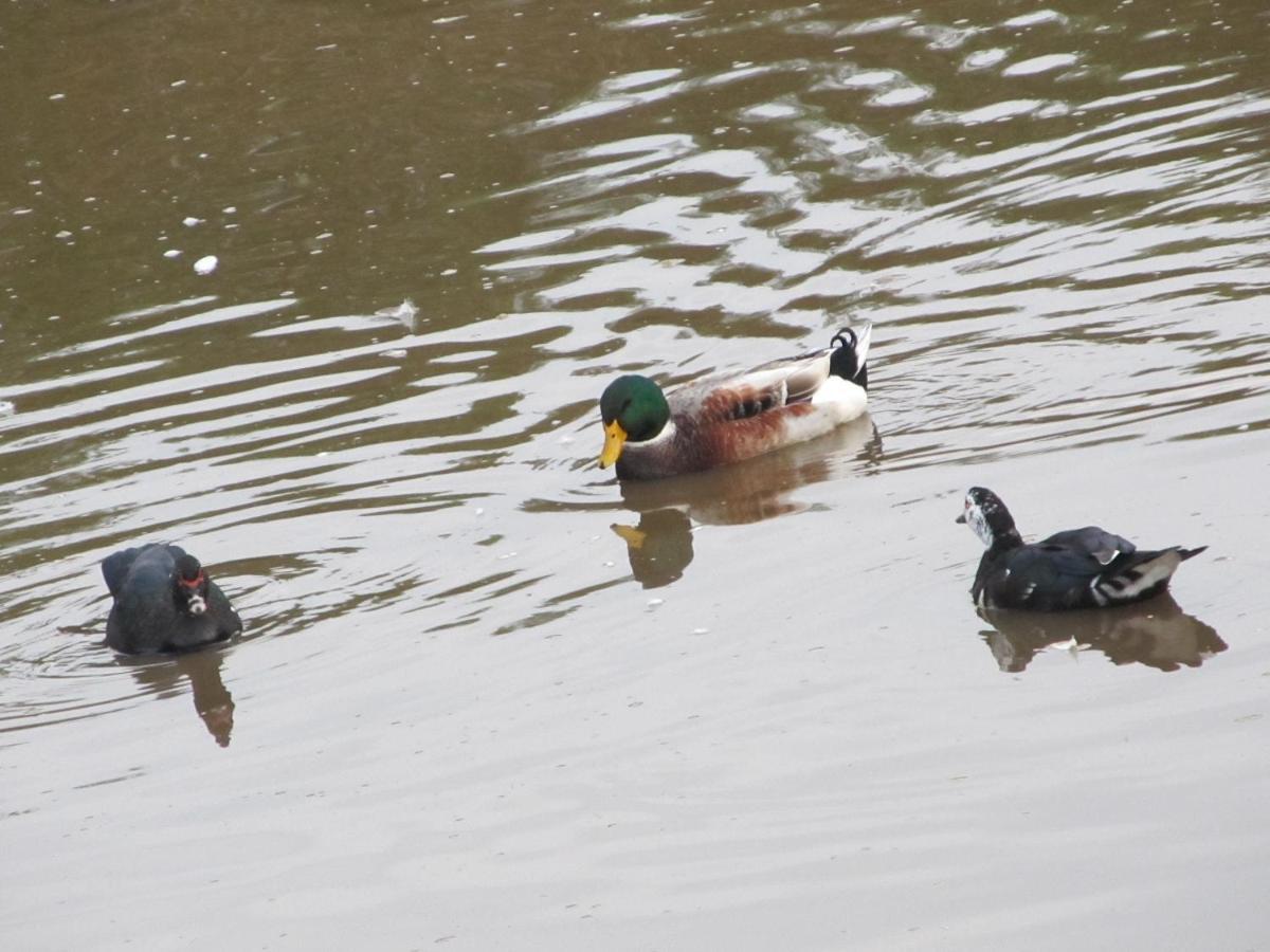 Pousada Pica Pau ウルビシ エクステリア 写真